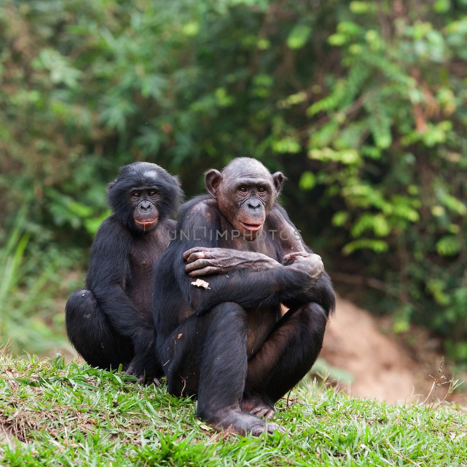 Pair portrait Bonobo on a grass