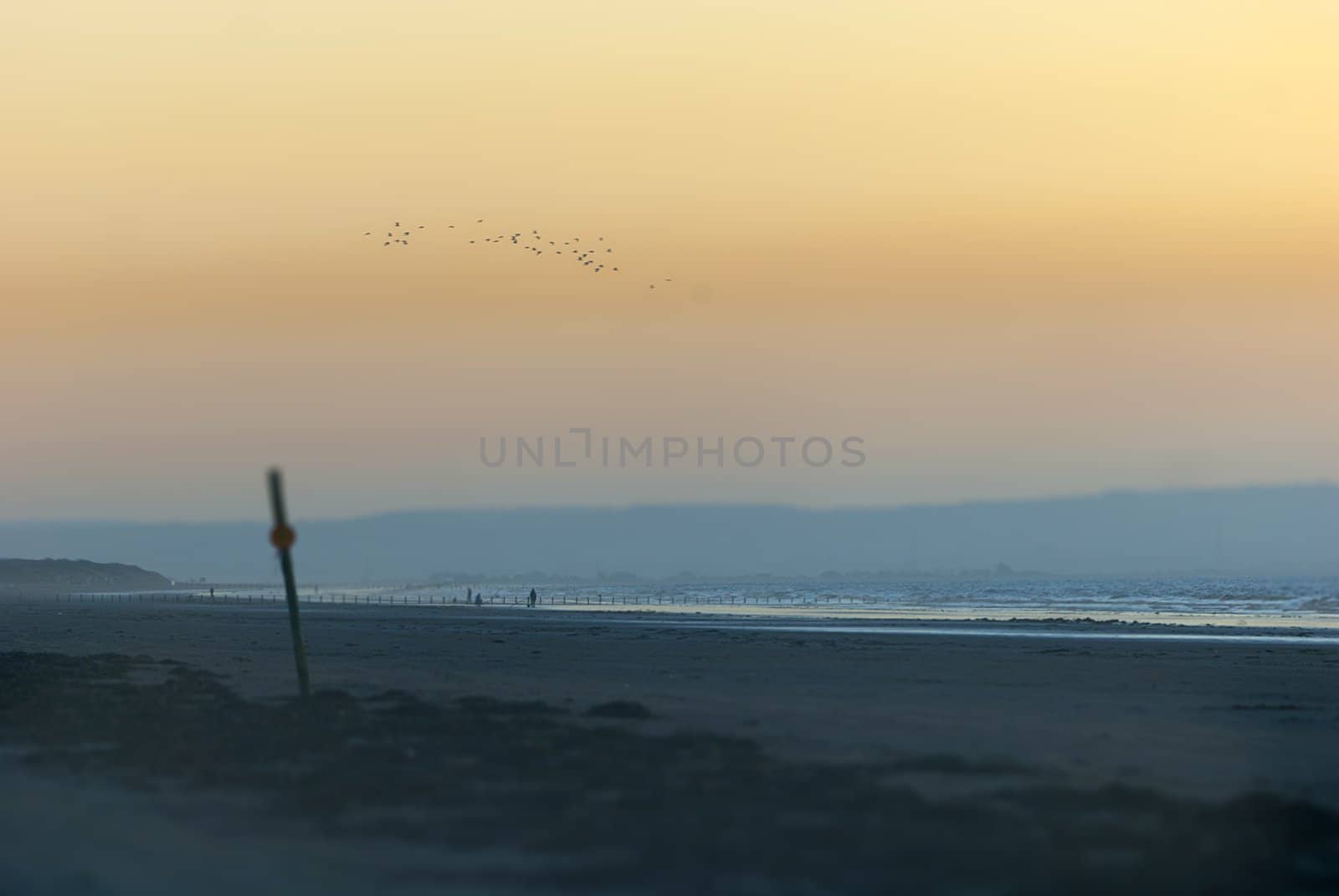 flock of birds flying with misty hills flying over soft and natural brean beach