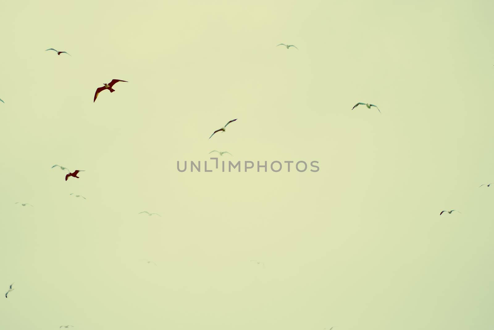 vintage coloured sea birds flying in sky by itsrich