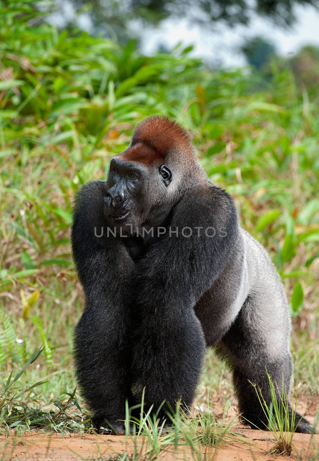 Silverback - adult male of a gorilla. Western Lowland Gorilla.