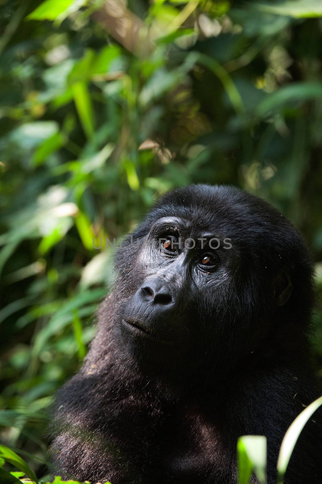 Portrait of a mountain gorilla at a short distance. by SURZ