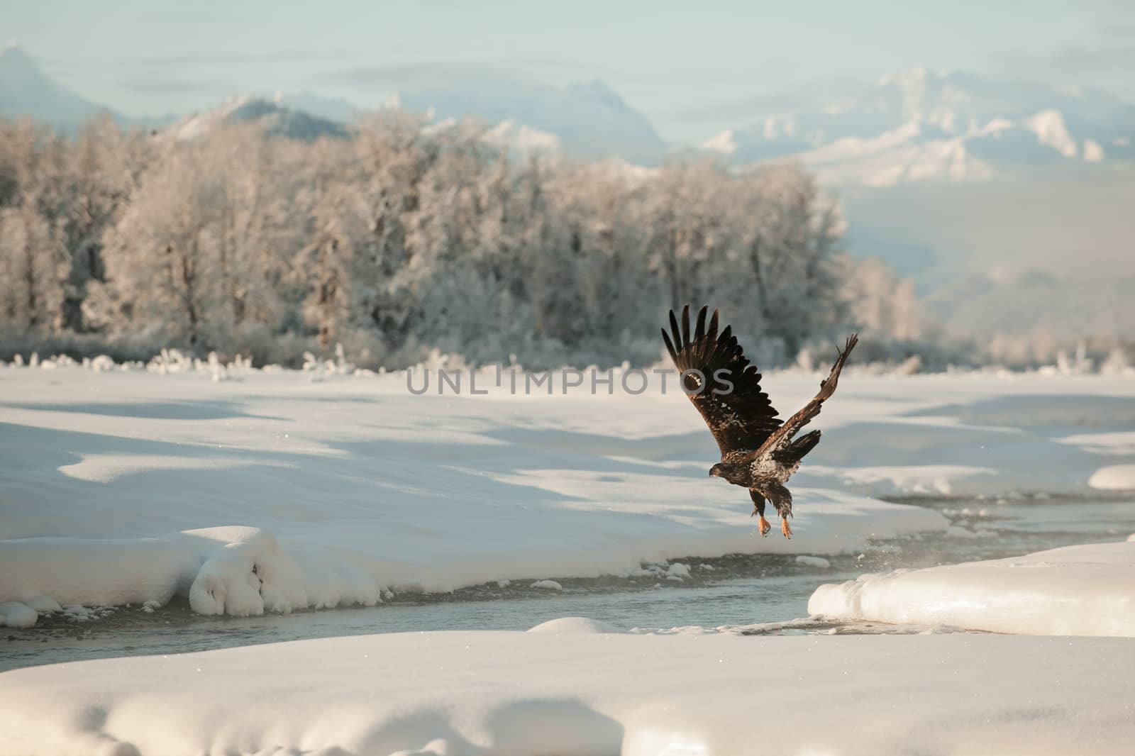 Bald Eagle (Haliaeetus leucocephalus  washingtoniensis )  flying against snow-covered mountains of Alaska. Sunset.