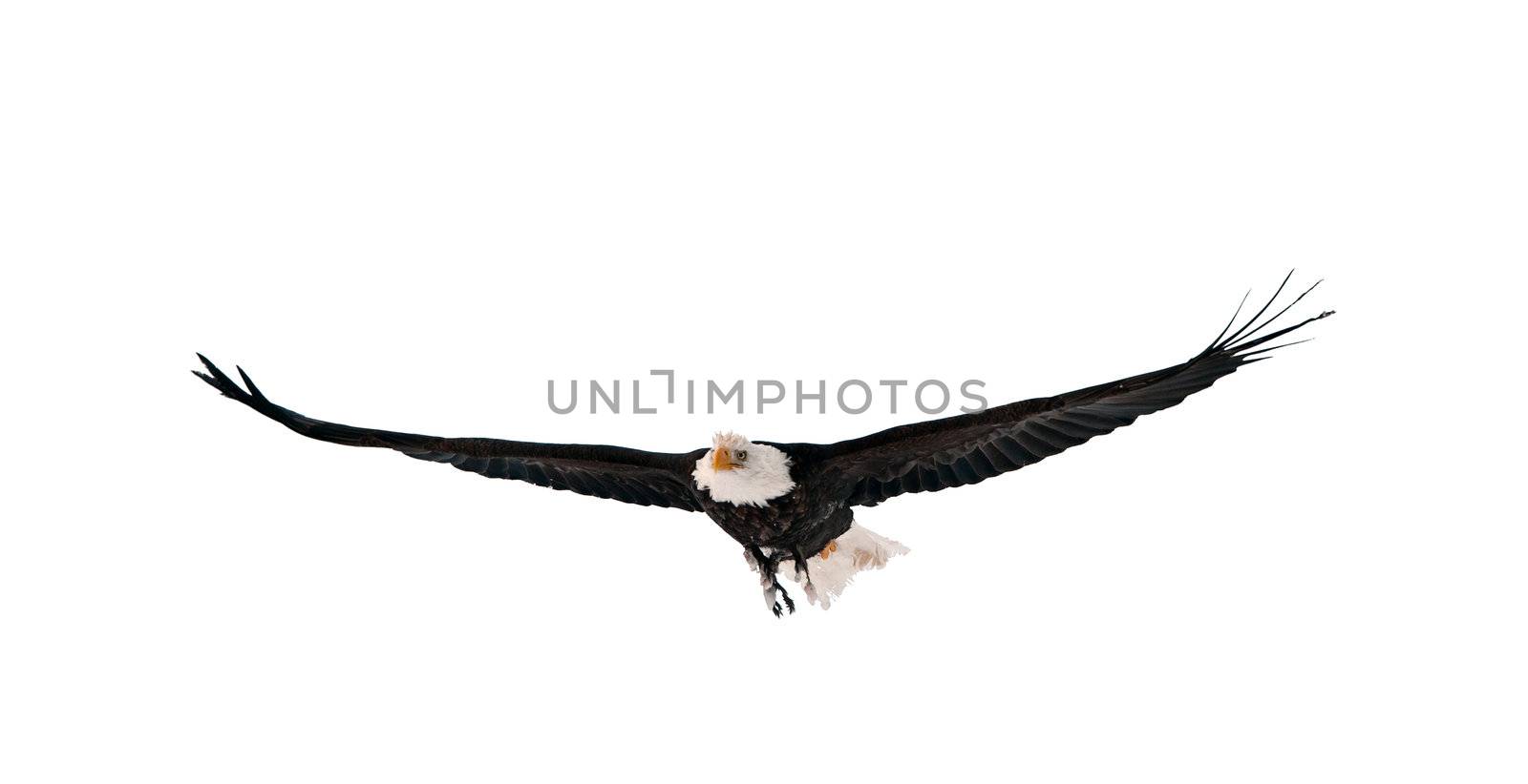 Flying Bald Eagle (Haliaeetus leucocephalus washingtoniensis). Isolated on white