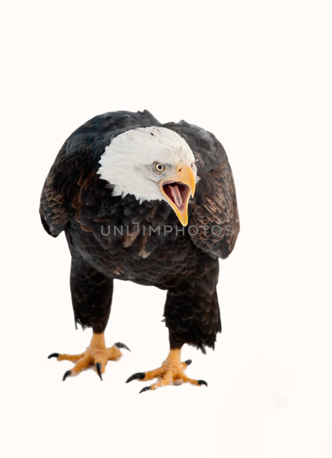 Close up Portrait of a Bald eagle (Haliaeetus leucocephalus washingtoniensis ) with an open beak . Isolated on white.