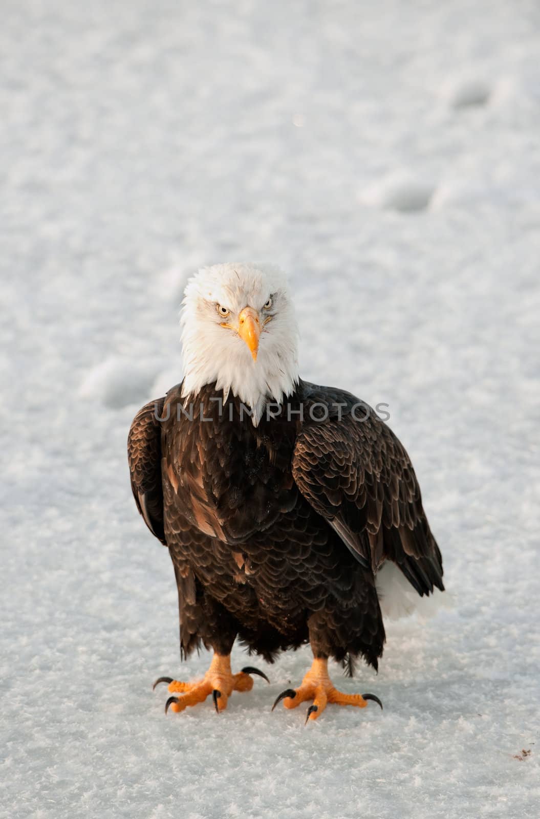 Close-up Portrait of Bald Eagle by SURZ