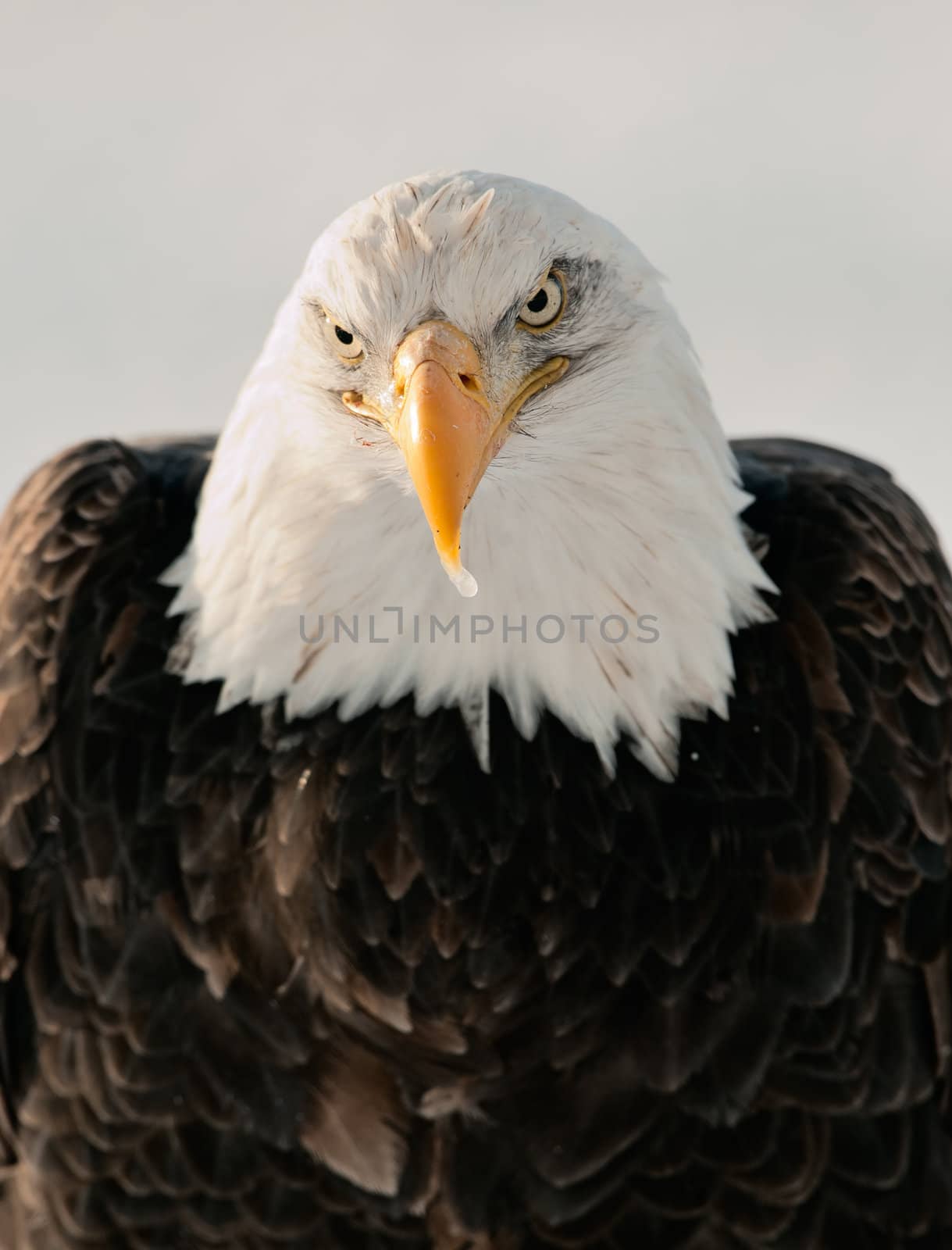 Close-up Portrait of Bald Eagle by SURZ