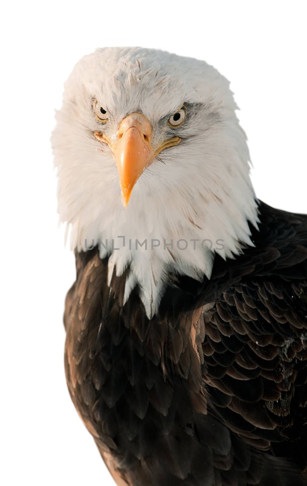 Close-up Portrait Bald Eagle (Haliaeetus leucocephalus washingtoniensis) isolated on white background.