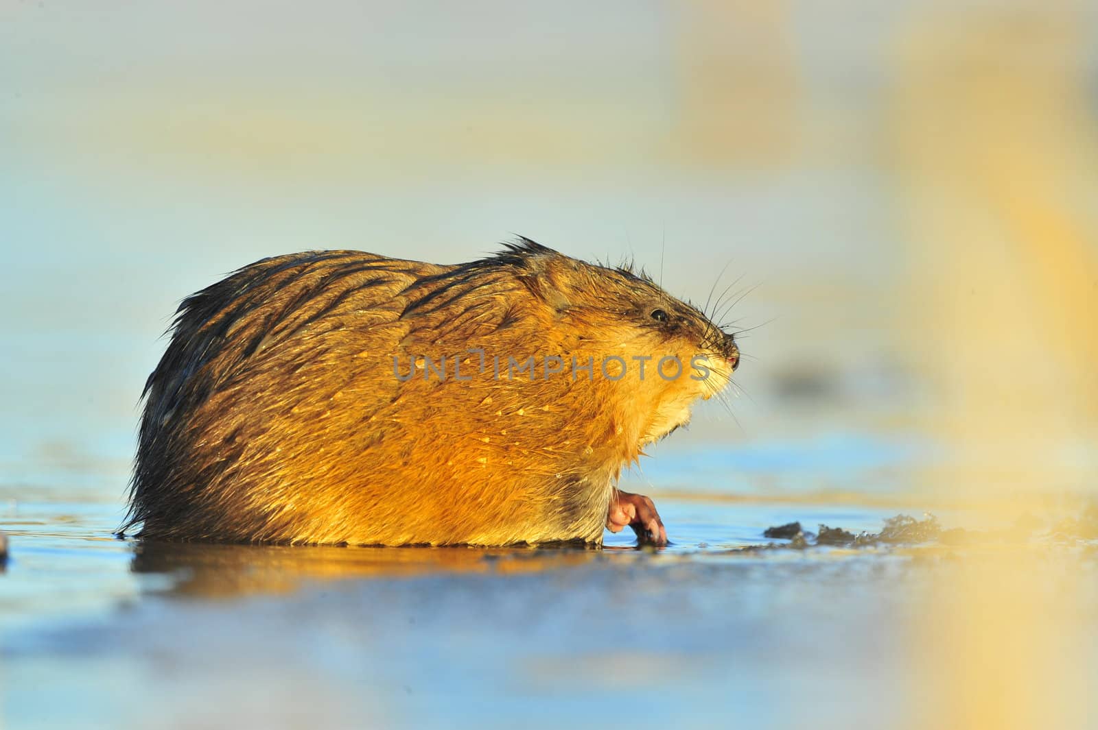 The muskrat (Ondatra Zibethica)  sits on a sunset sunlight