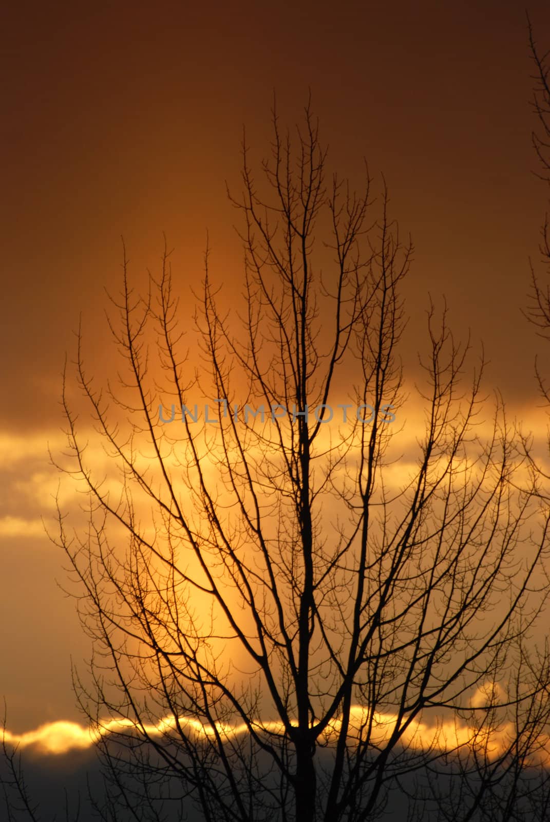 The sun rises from behind the clouds and the tree early morning