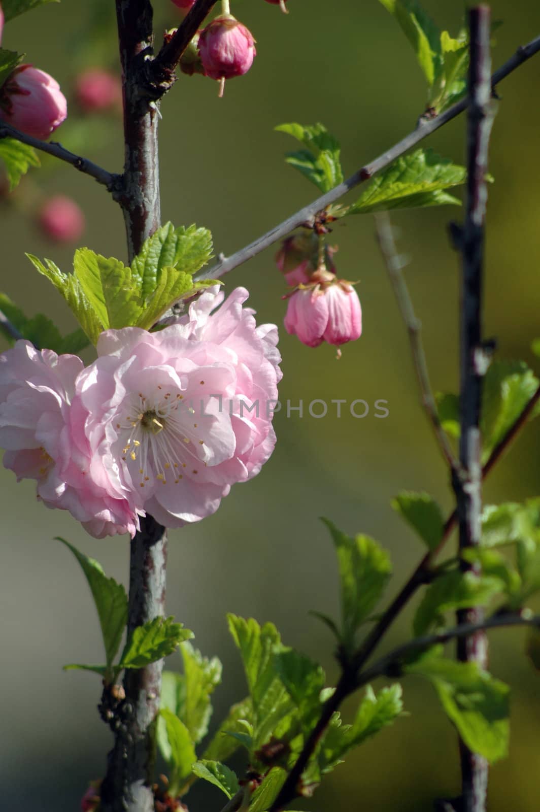 A tree that blossoms in spring