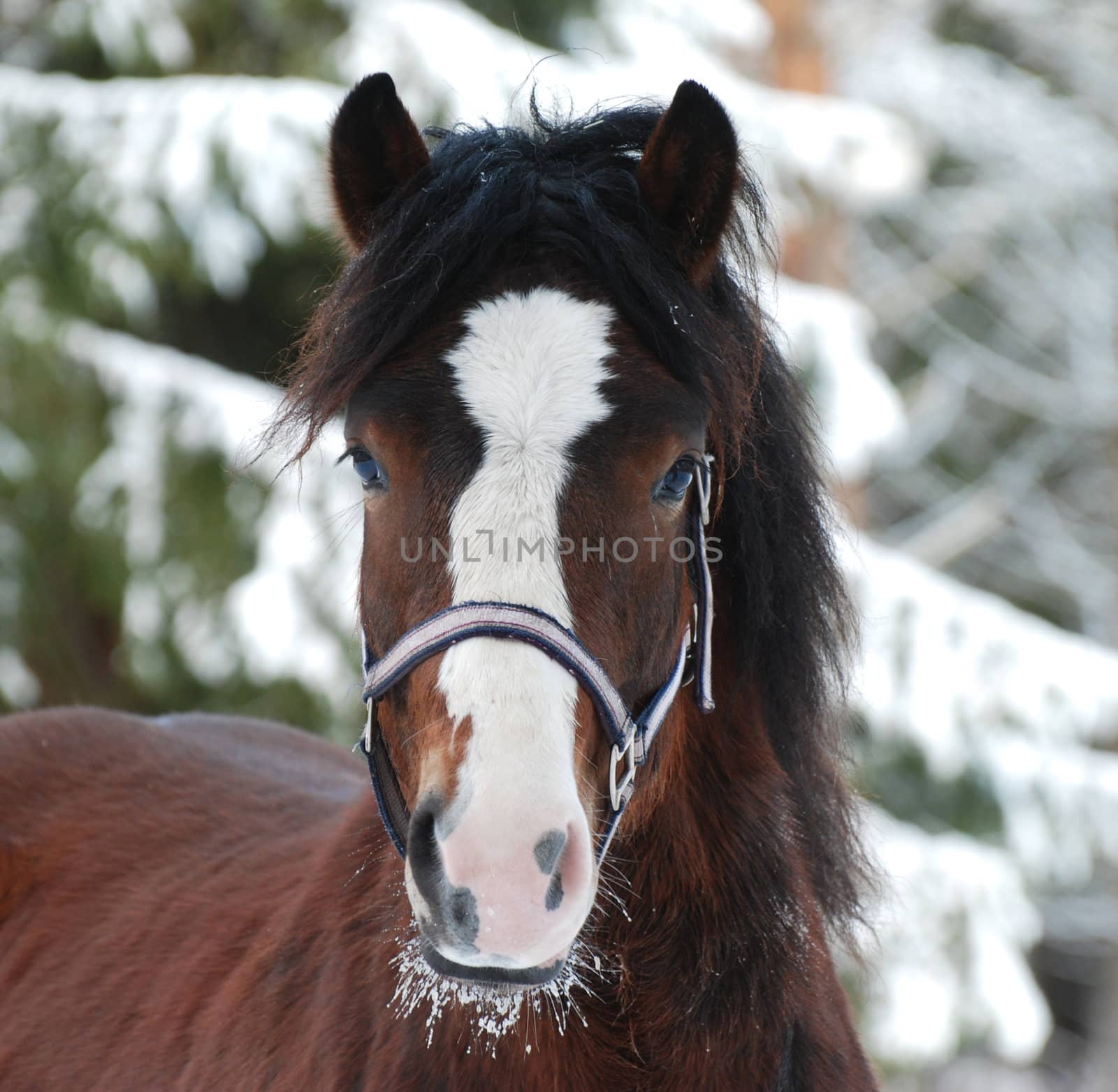 Portrait of a beautiful brown horse in a winter landscape