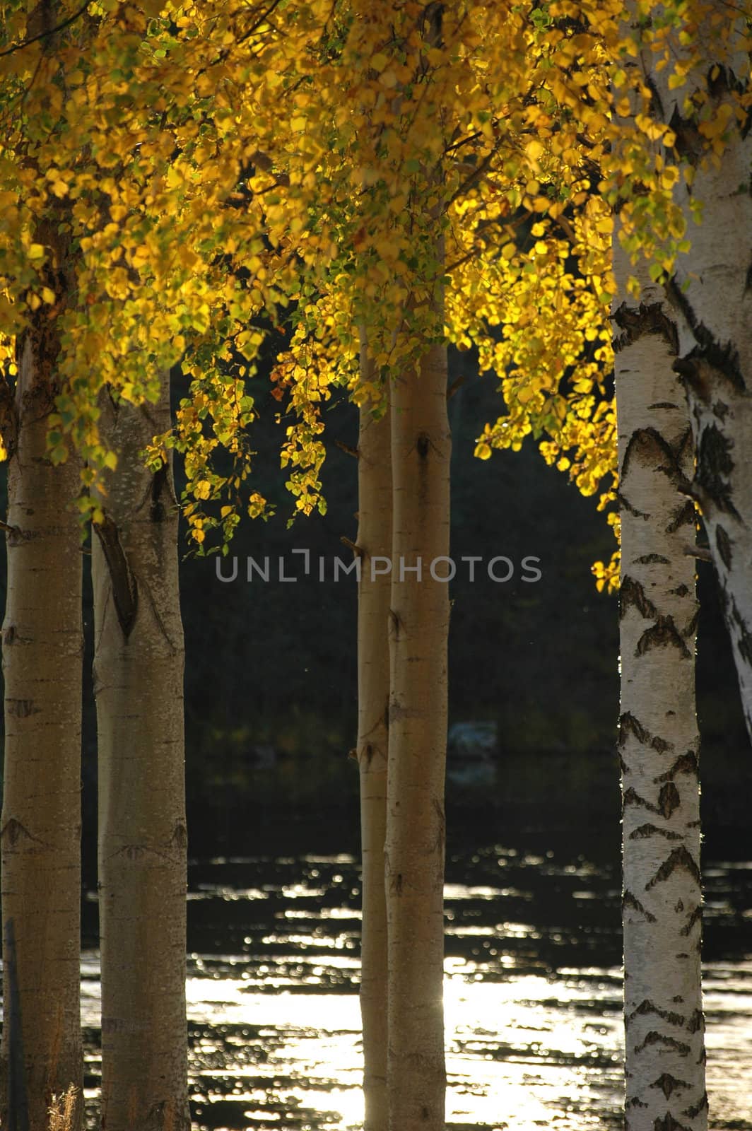 Tree trunks and colorful autumn leaves