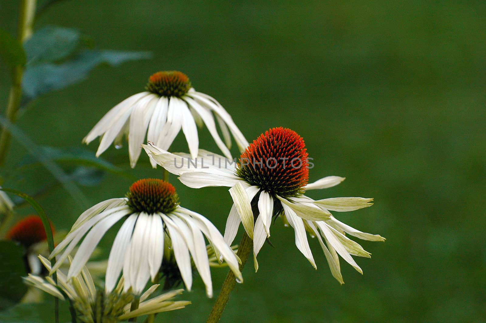 Perennial plants in a garden