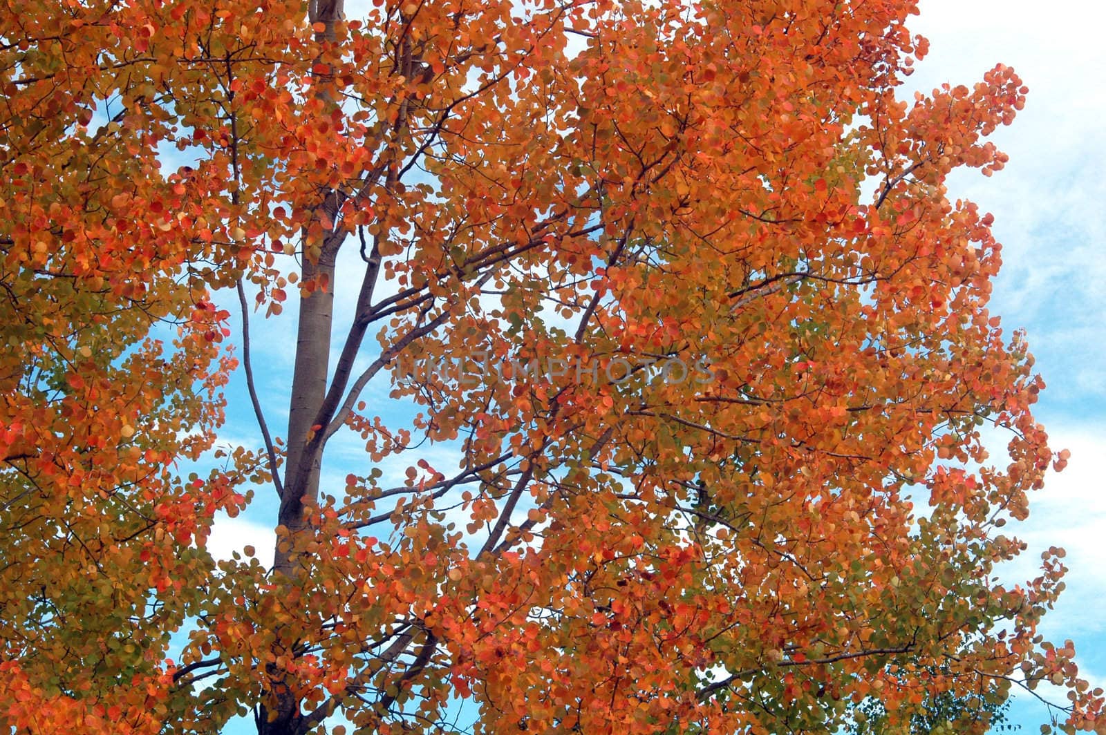 Colorful autumn leaves in a tree