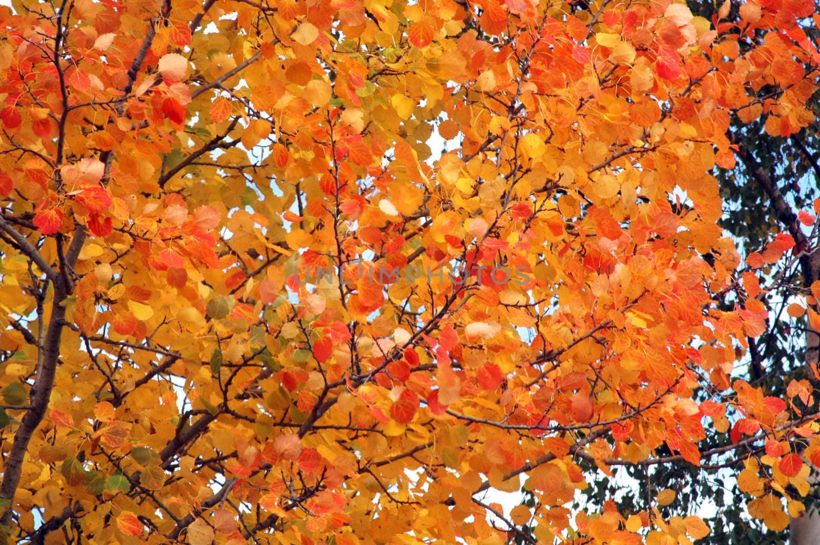 Colorful autumn leaves in a tree