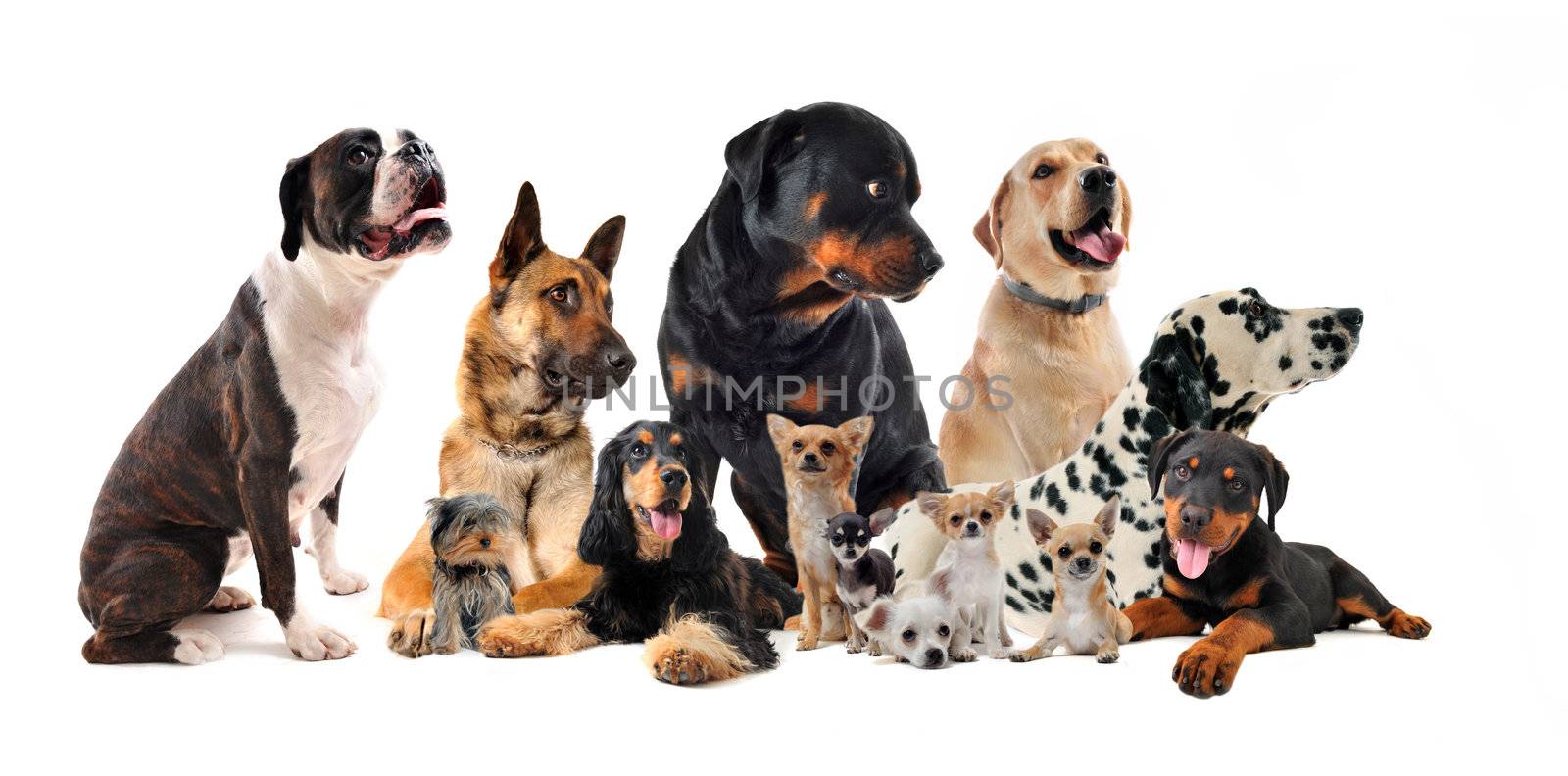  purebred  little and large dogs in a white background