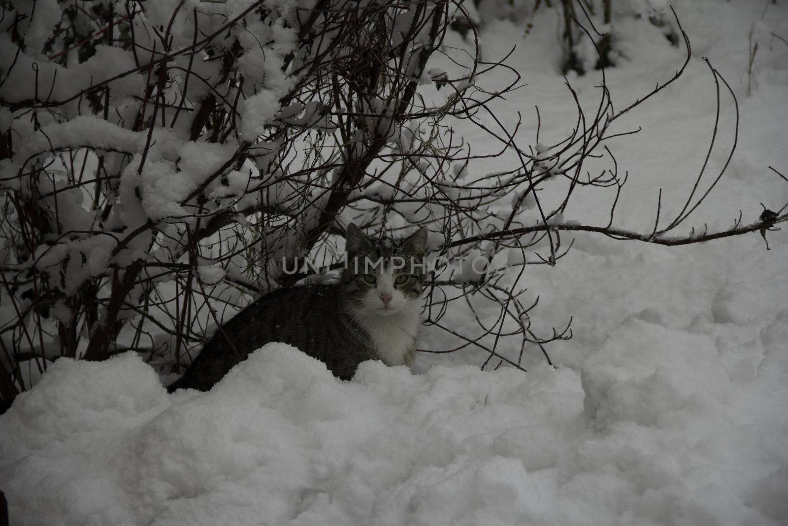 cat in the snow by poziomki