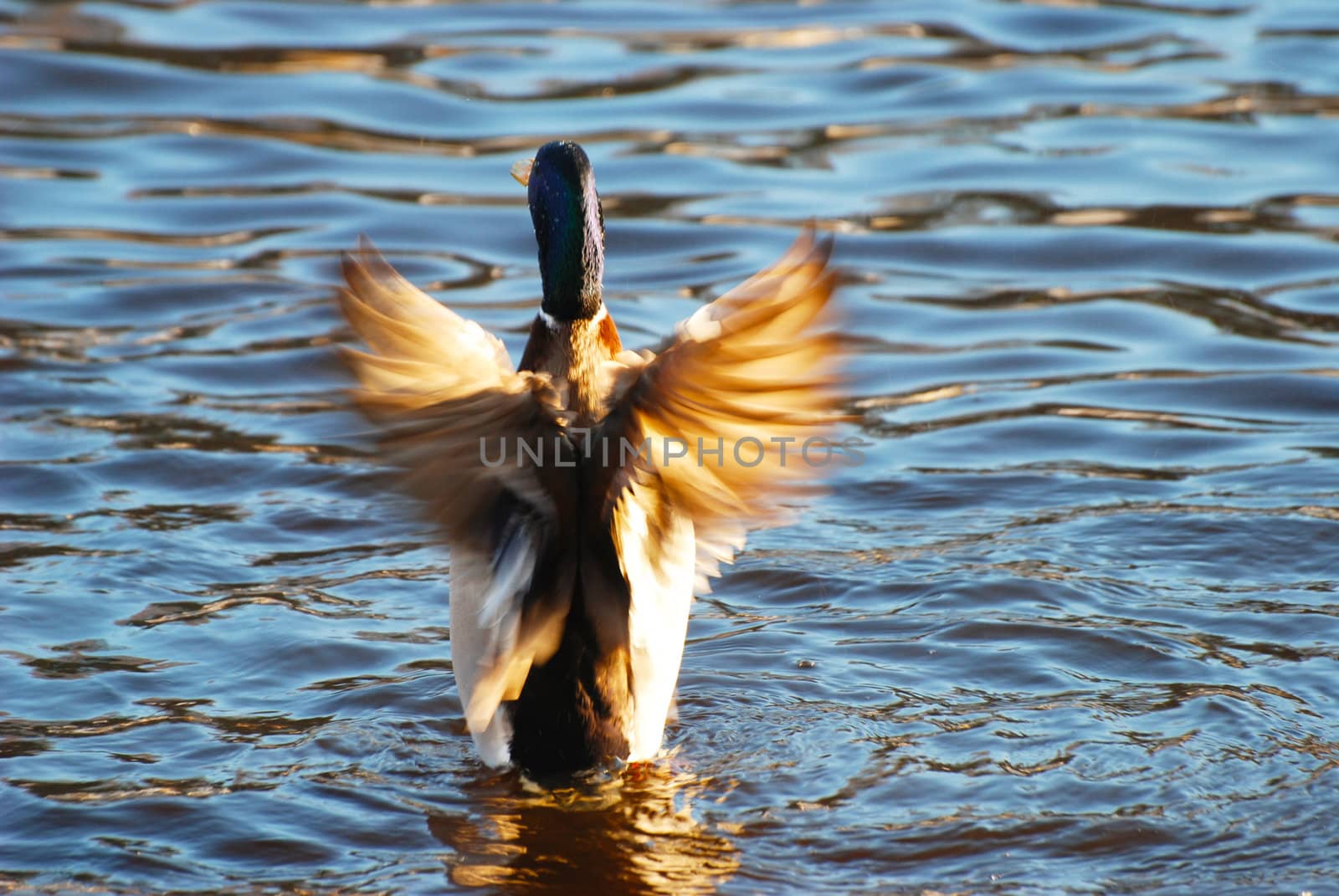 A mallard in the water