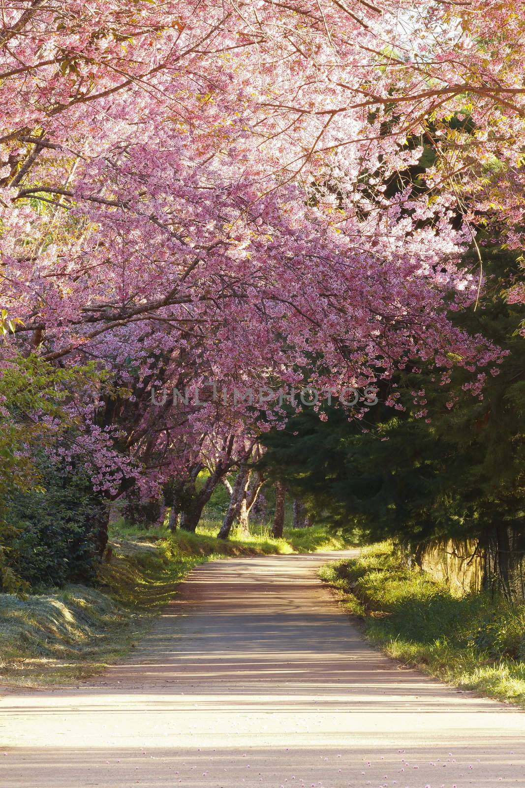 Sakura  Flowers by jame_j@homail.com