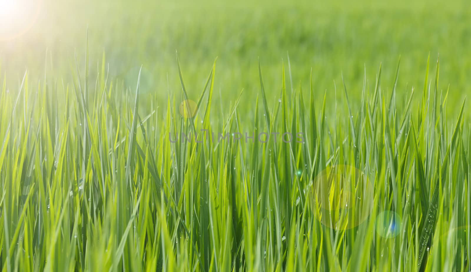 Green rice field in Thailand.