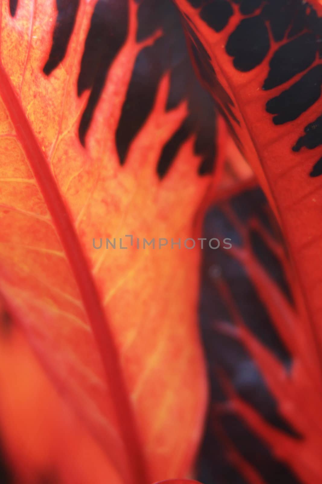 Orange leaf by BengLim