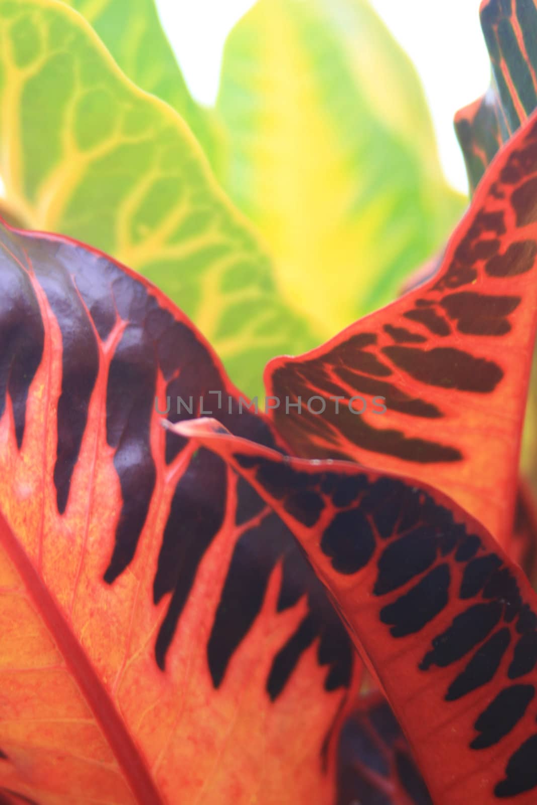 Orange and Green leaf form up an abstract pattern.