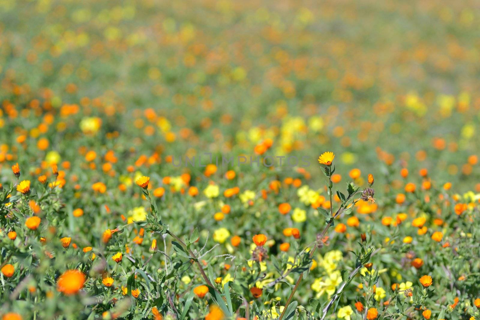 fresh spring meadow covered with colorful flower