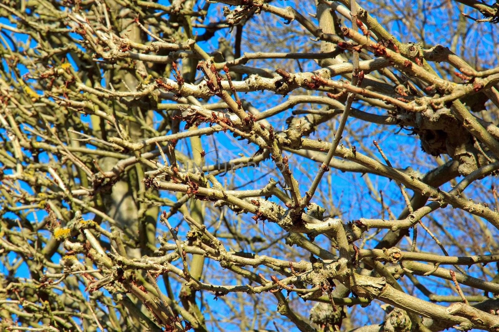 the end of winter, small shoots on the branches announce the arrival of spring