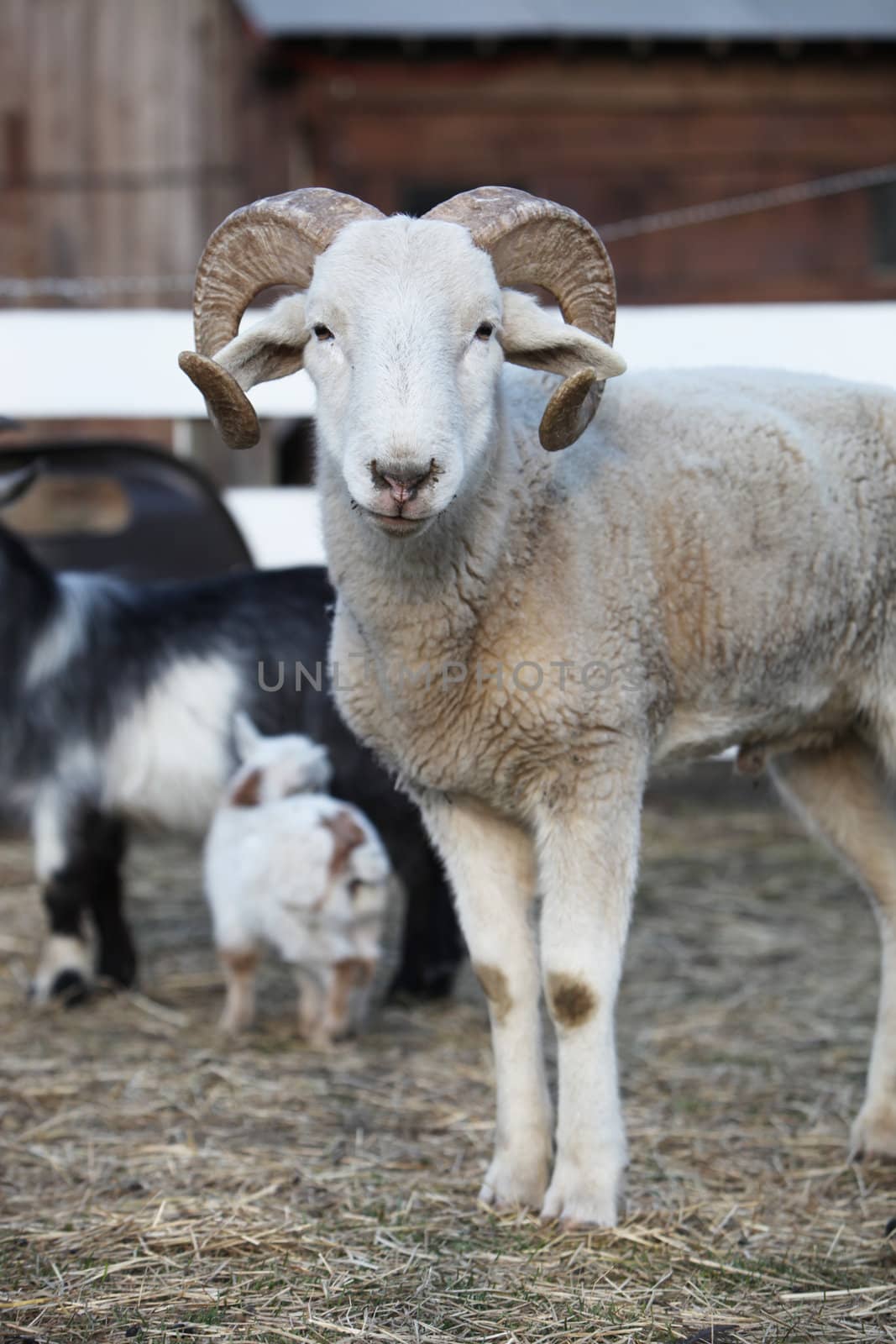 Inquisitive sheep with curly horns standing on a bed of straw looking directly at the lens