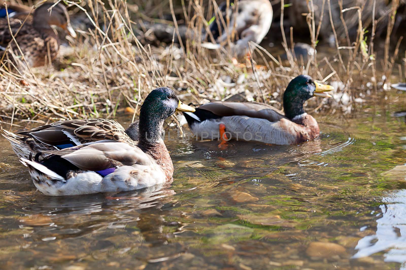 gray ducks in the water by jannyjus