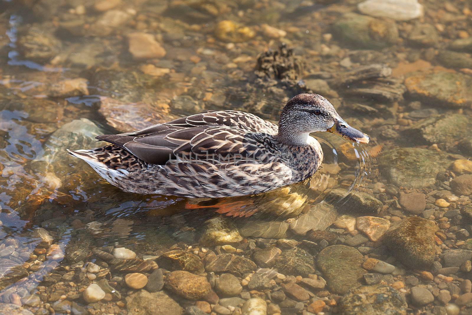 gray ducks in the water