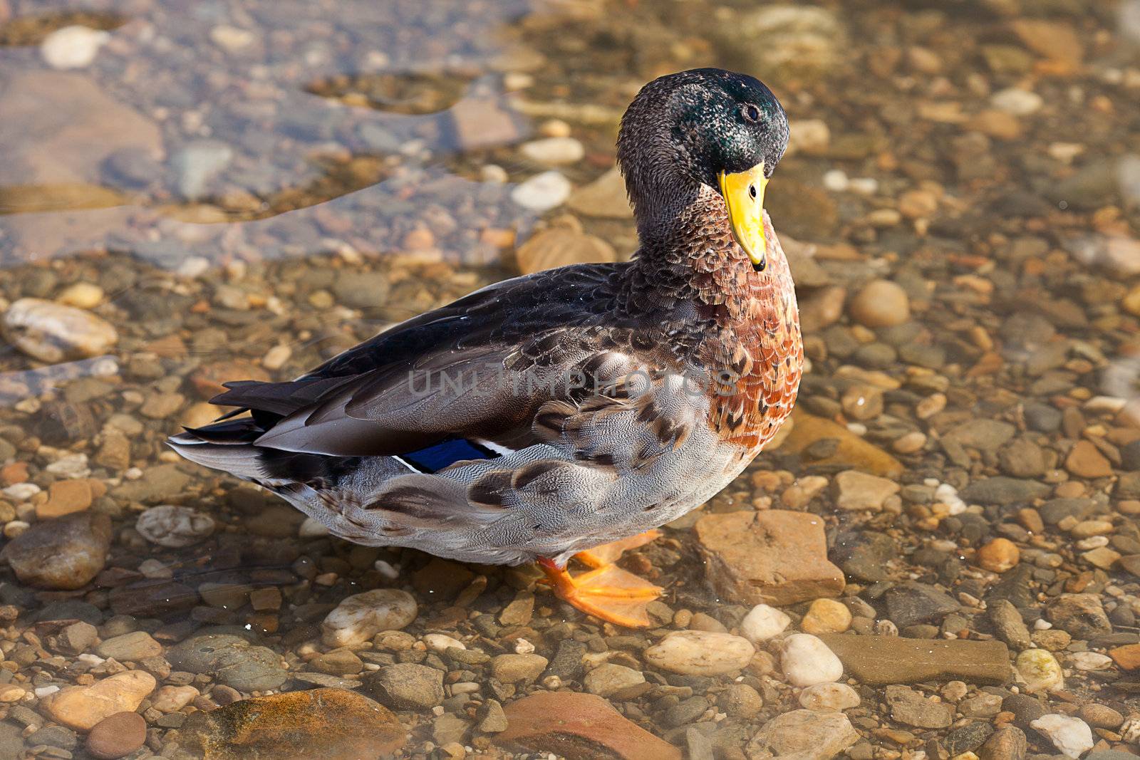 gray ducks in the water by jannyjus