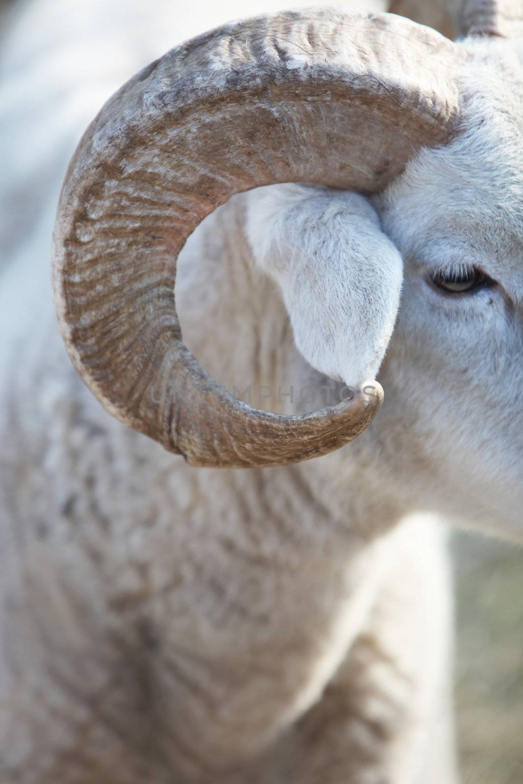 Closeup of the side of the head and large curled horn of a sheep showing the texture and shape