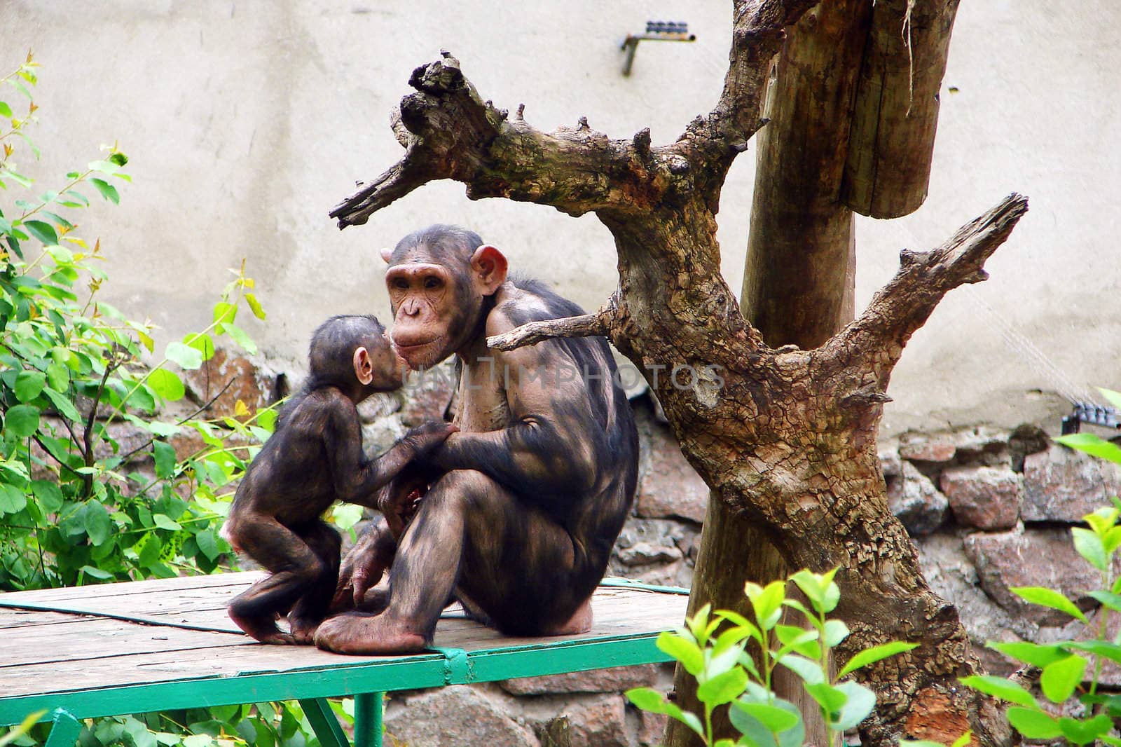 Family of monkeys at the zoo