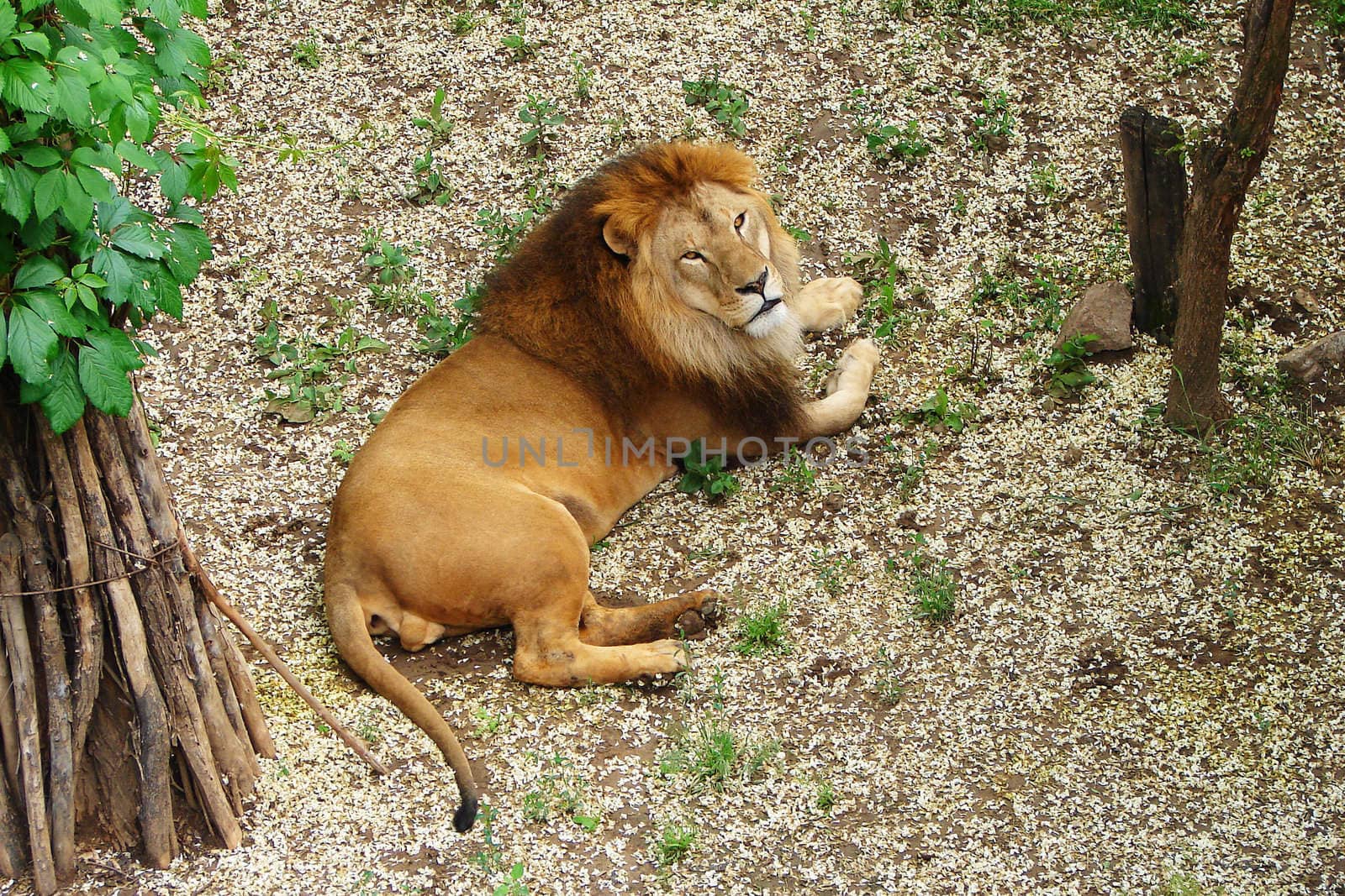 Resting lion