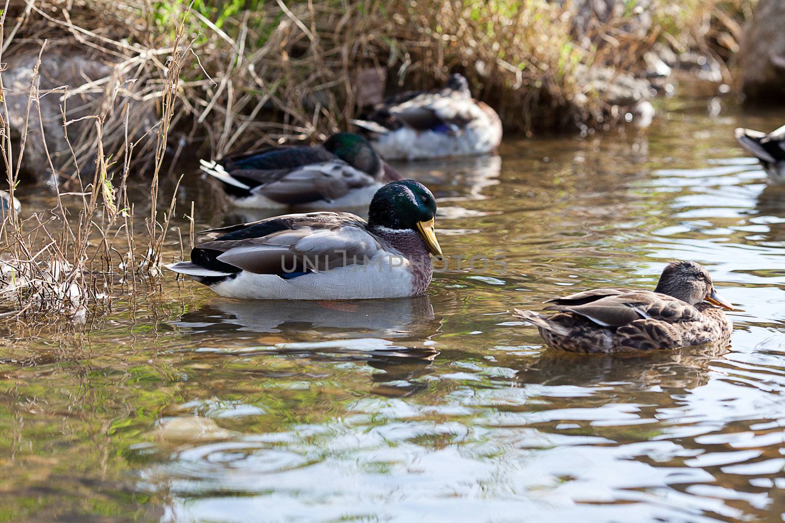 gray ducks in the water by jannyjus