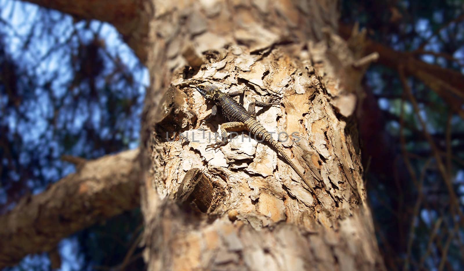 lizard on a tree