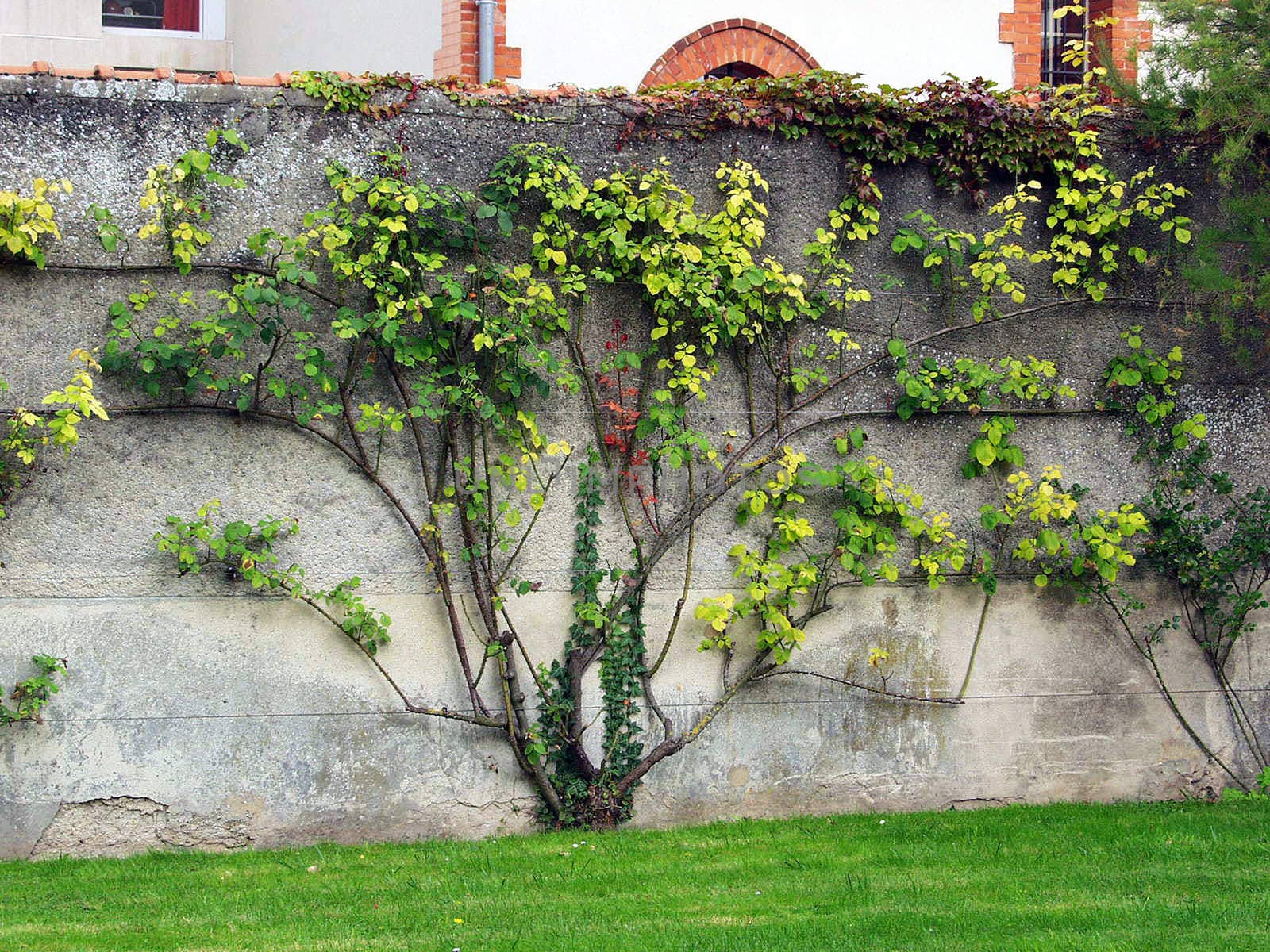 Bush decorative grapes on a concrete fence by NickNick