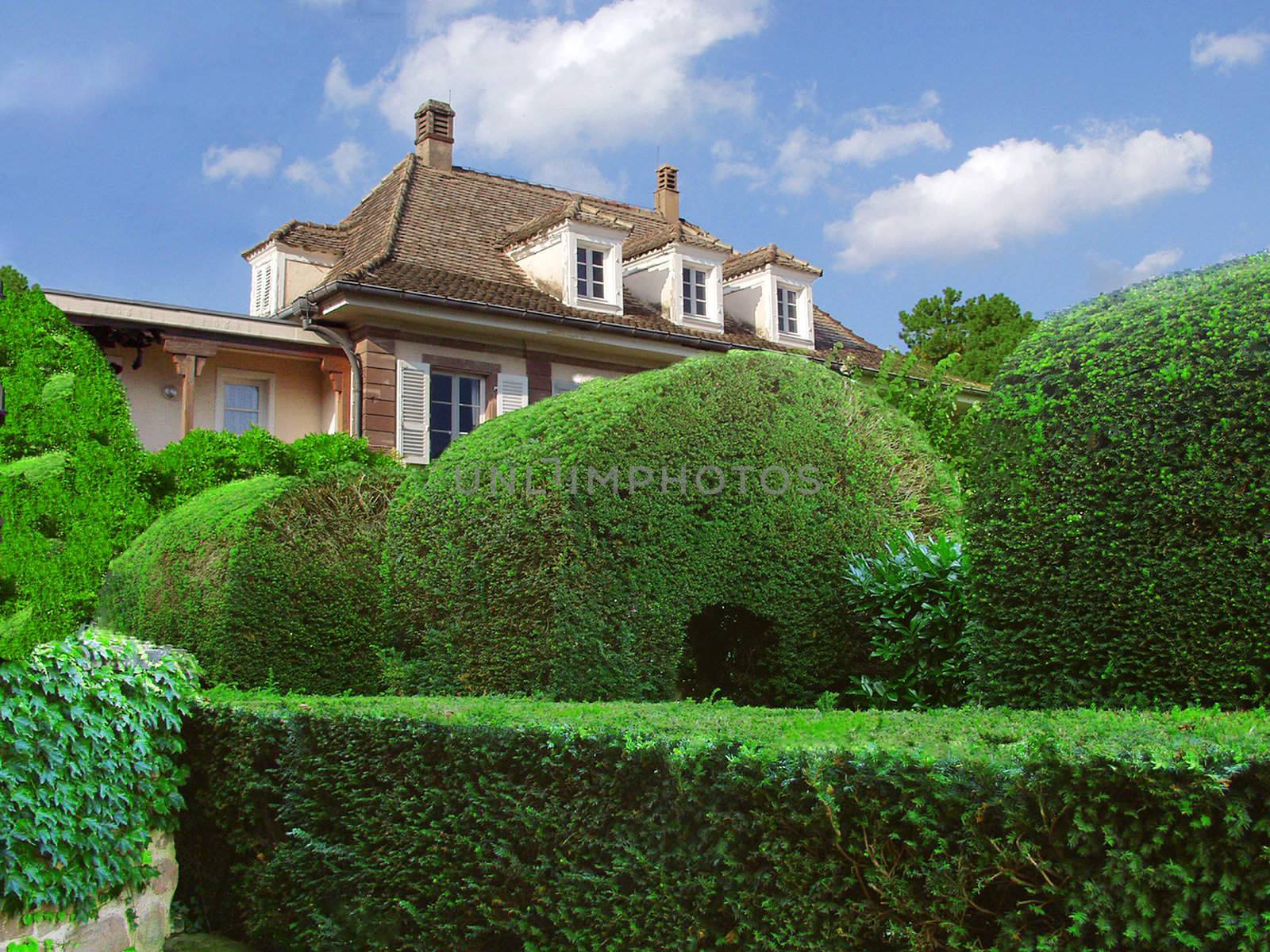 Beautifully trimmed boxwood bushes by NickNick
