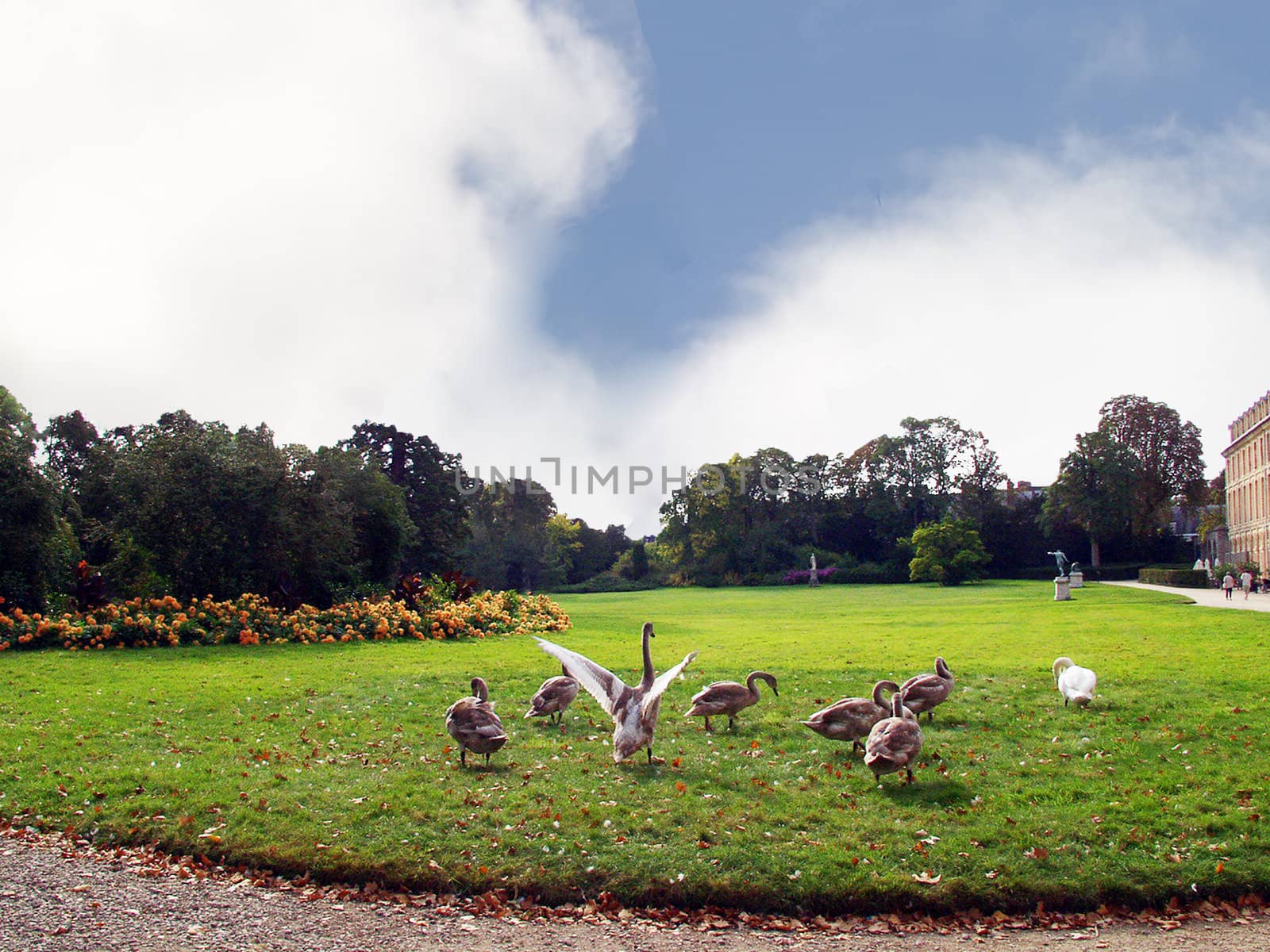 Geese in the park of the palace of Fontainebleau. France