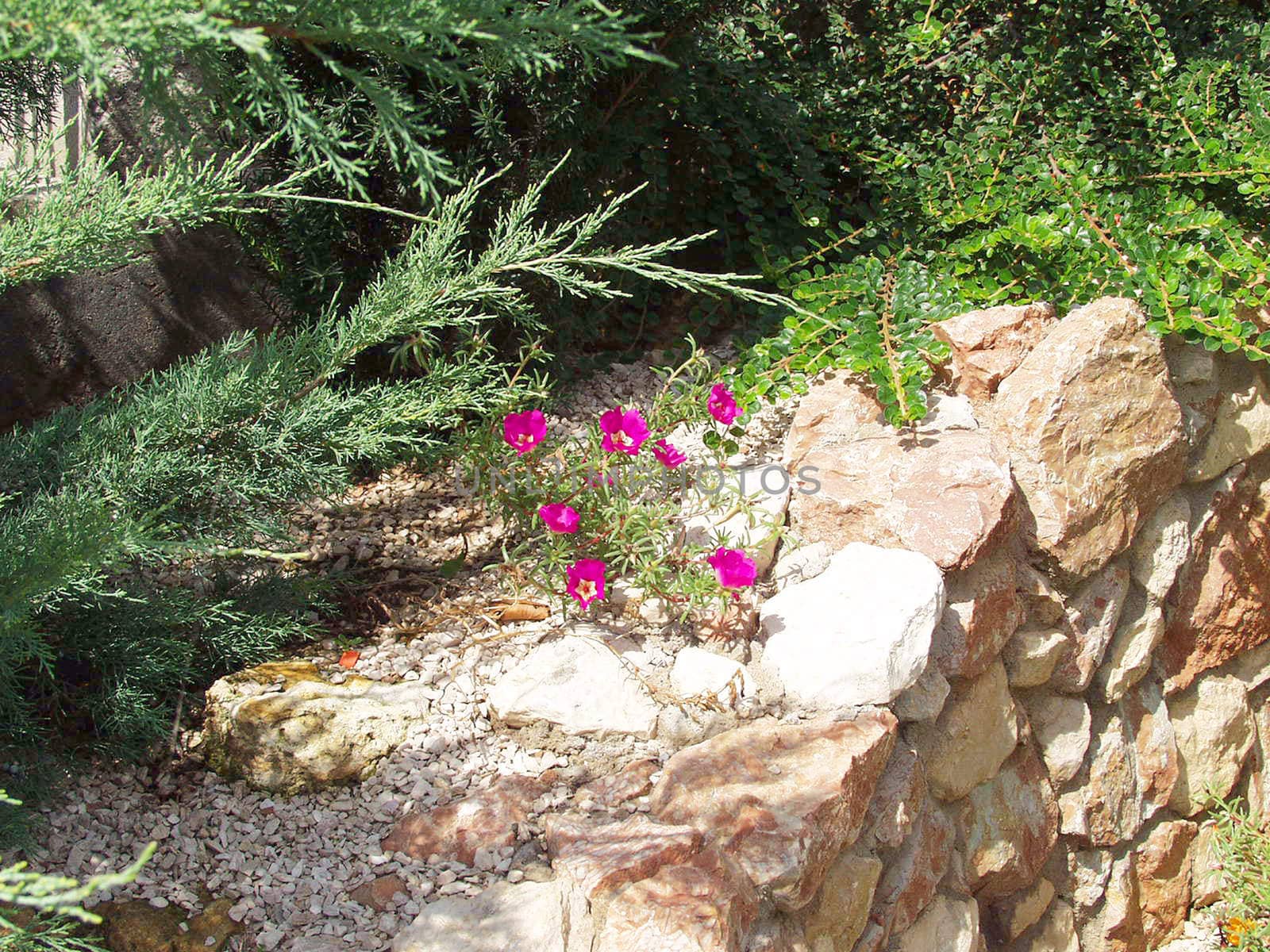 In the garden of a country cottage