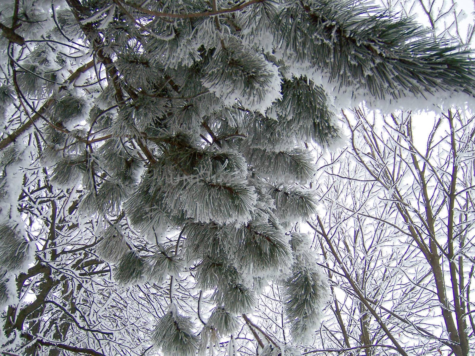 Pine branch in the snow by NickNick