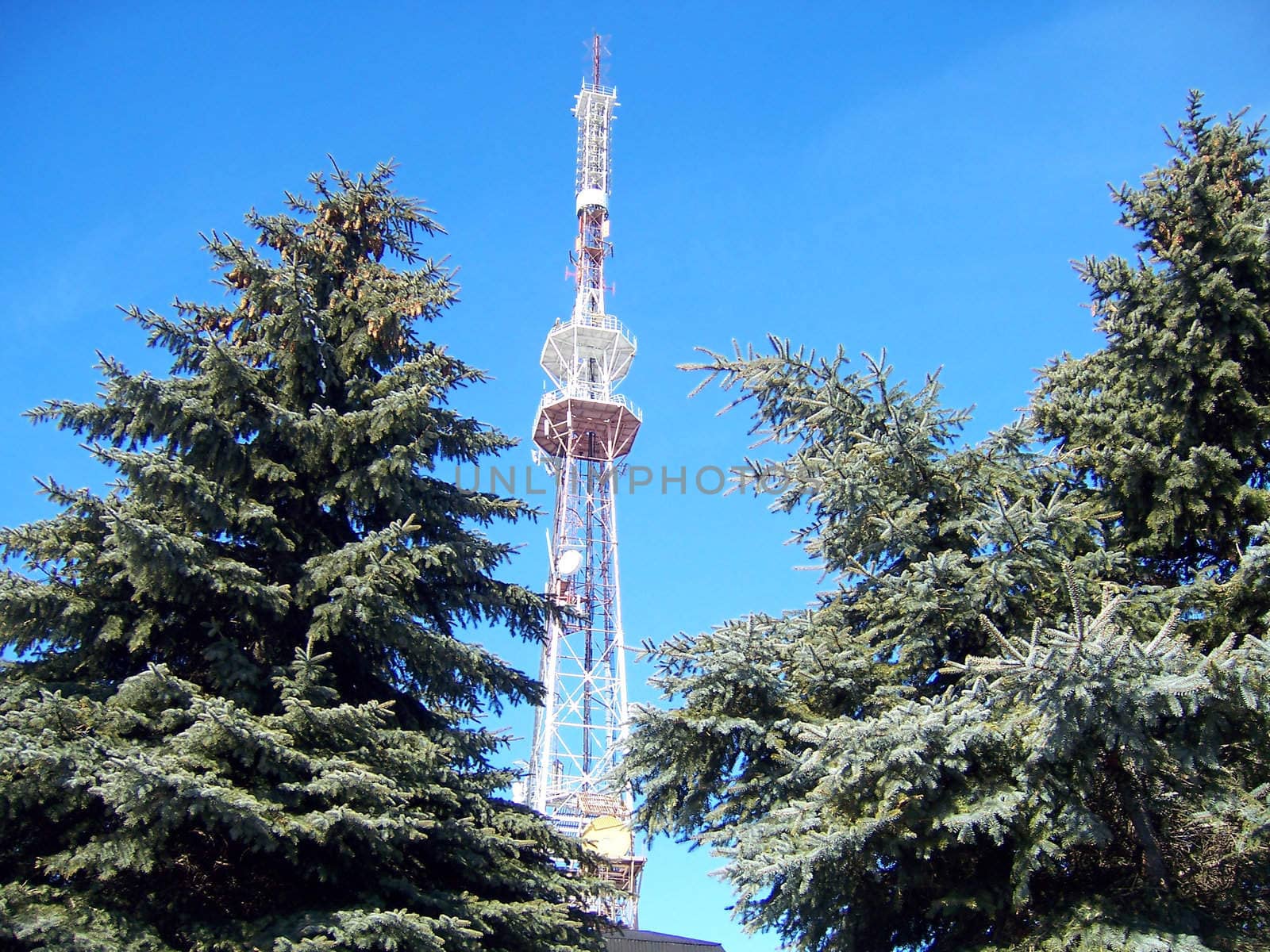 Pines and telecommunications tower on blue sky background