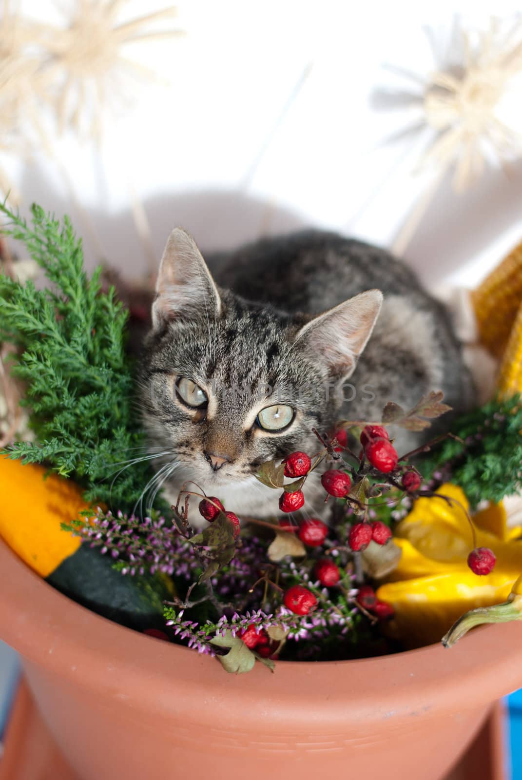 cat in autumn decoration