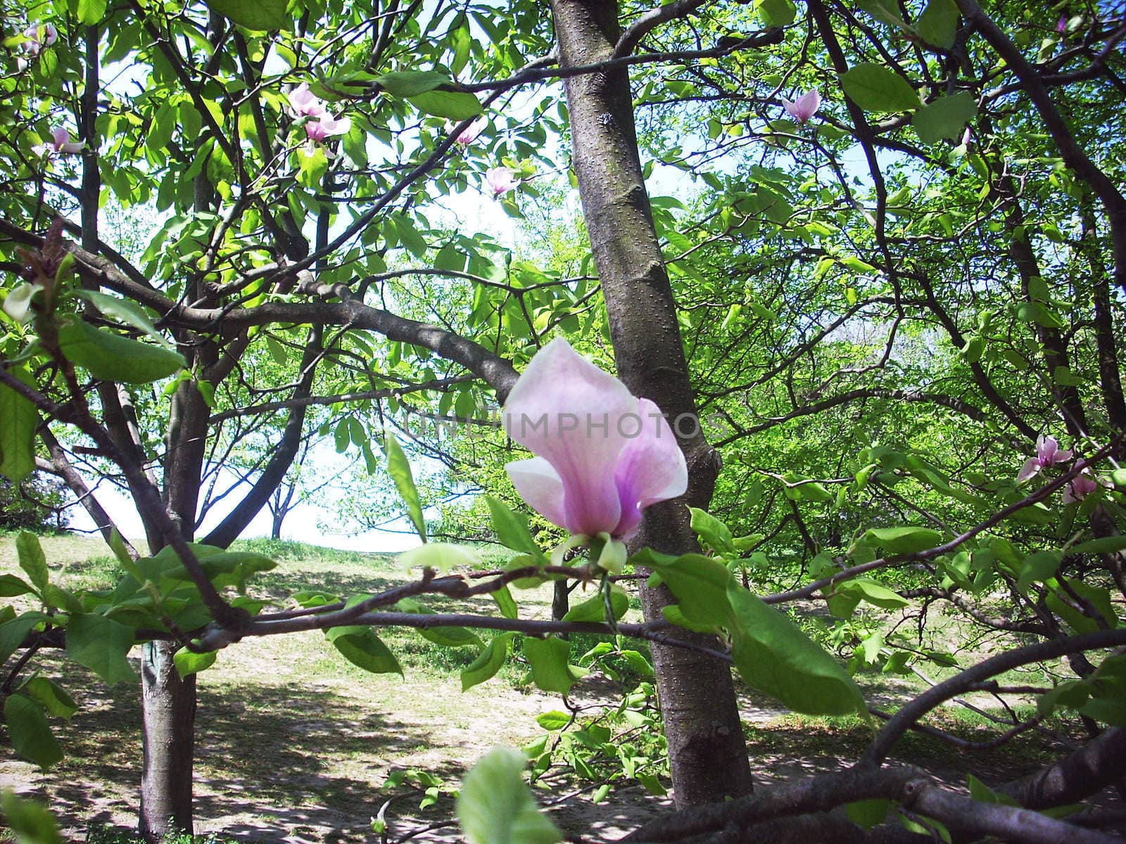 Magnolia flower on the branch by NickNick