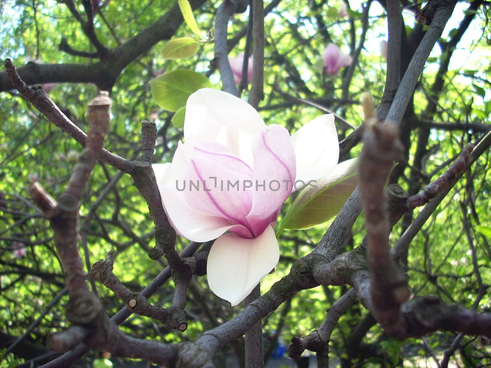 Magnolia flower on the branch by NickNick
