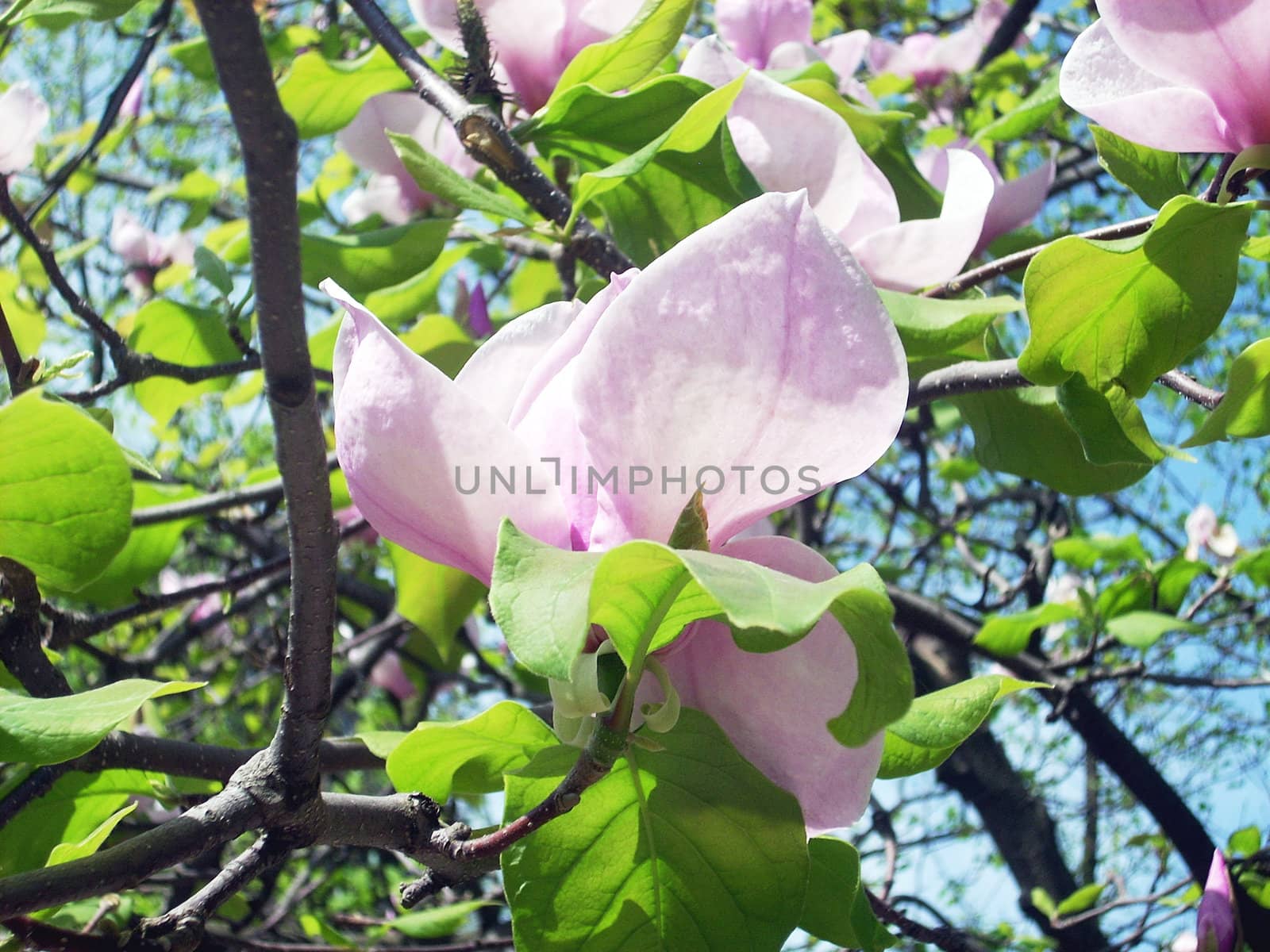 Magnolia flower on the branch