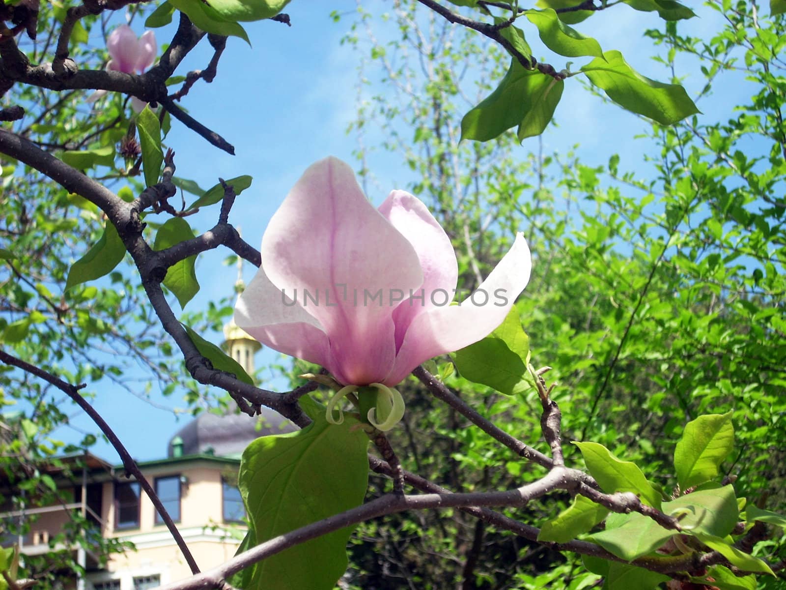 Magnolia flower on the branch