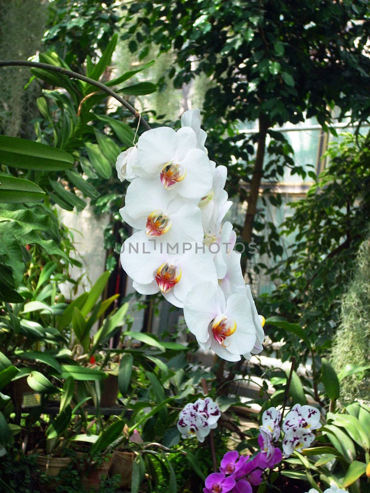 Blooming orchid in a greenhouse by NickNick