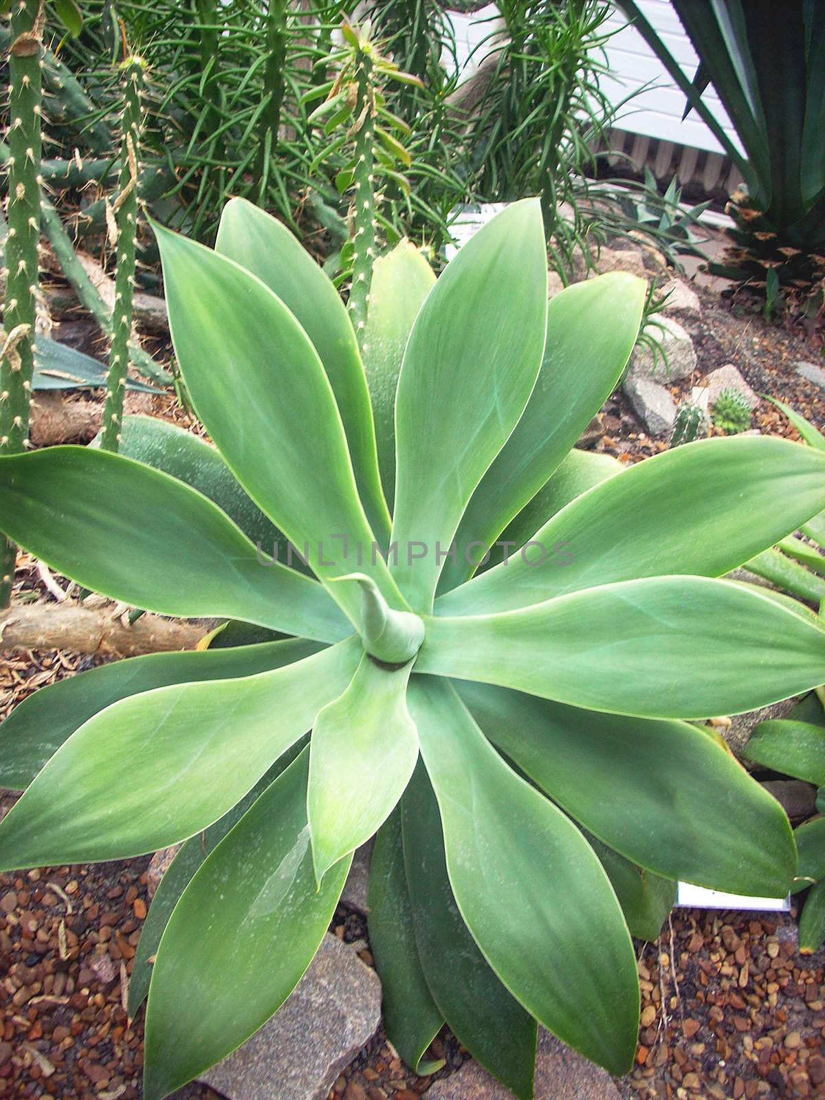 A large green plant in a greenhouse